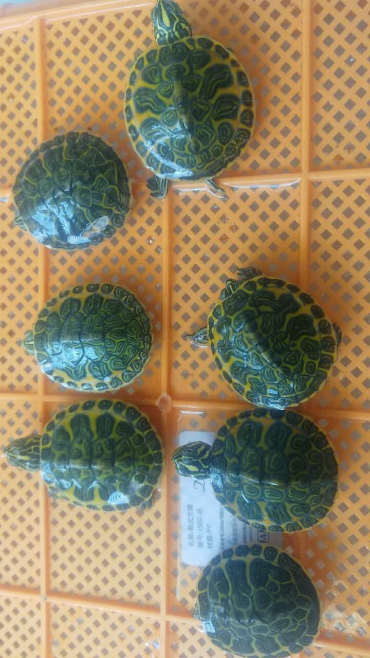 怎样的火焰龟才算精品火焰龟,火焰龟长大了真的能喷火吗