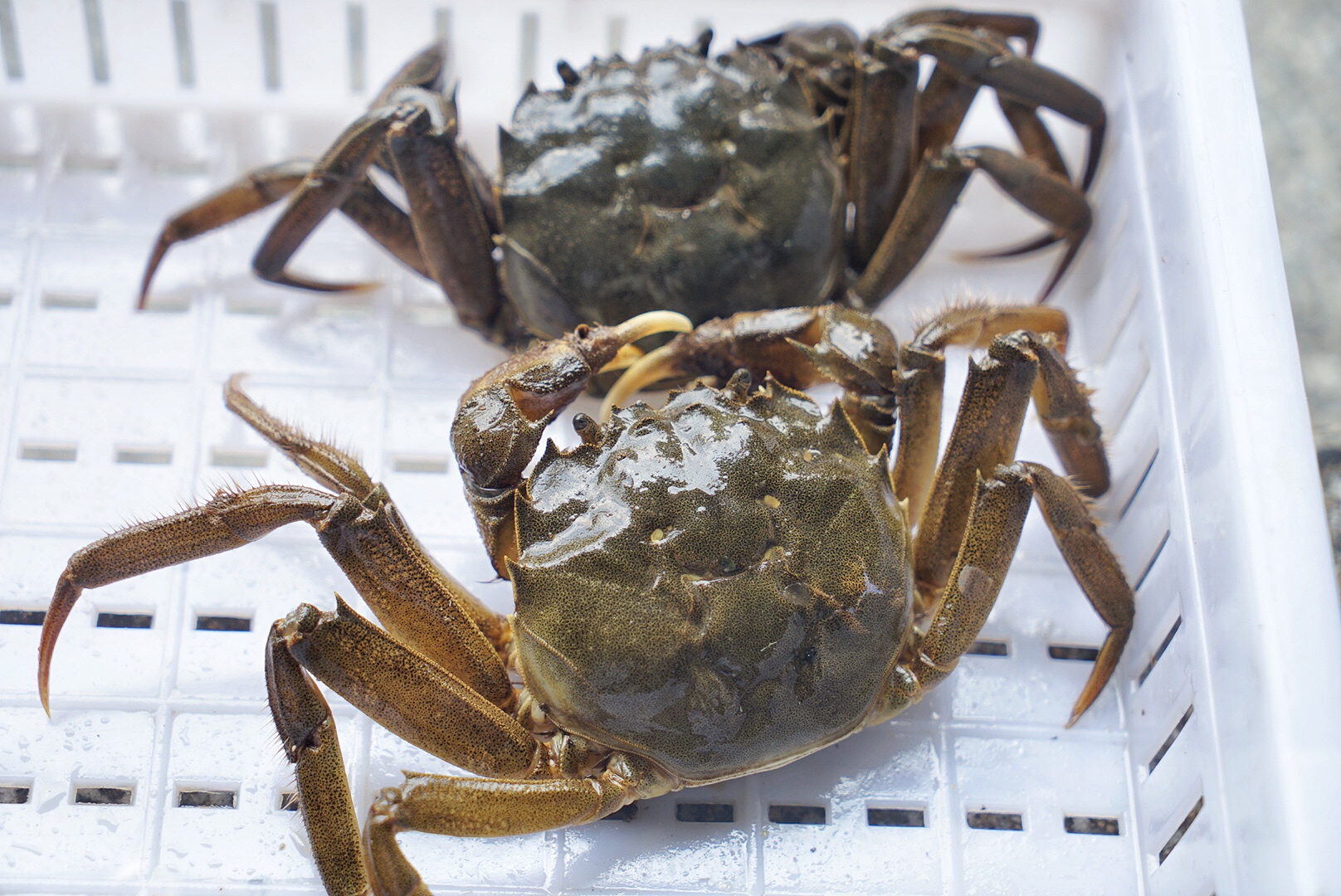 5年来它是棠下最火的宵夜店，16大盘虾蟹满汉全席震撼朋友圈