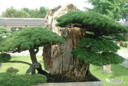 五针松和大阪松哪个好盆栽 (大阪松比五针松哪种更名贵)