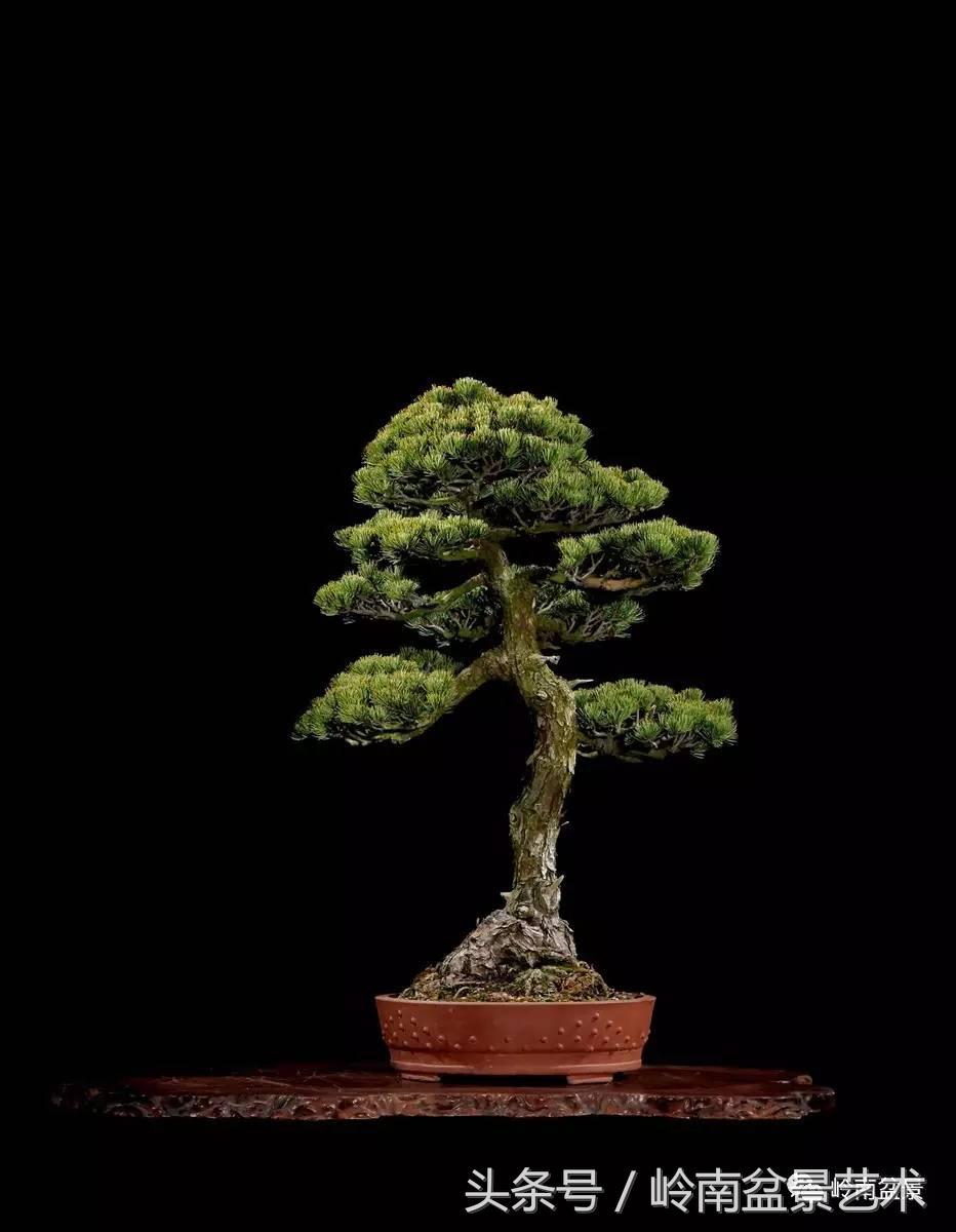 五针松和大阪松哪个好盆栽 (大阪松比五针松哪种更名贵)
