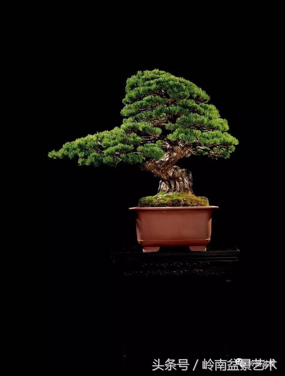 五针松和大阪松哪个好盆栽 (大阪松比五针松哪种更名贵)