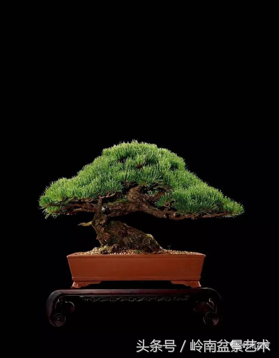 五针松和大阪松哪个好盆栽 (大阪松比五针松哪种更名贵)