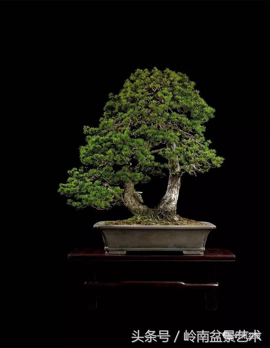 五针松和大阪松哪个好盆栽 (大阪松比五针松哪种更名贵)