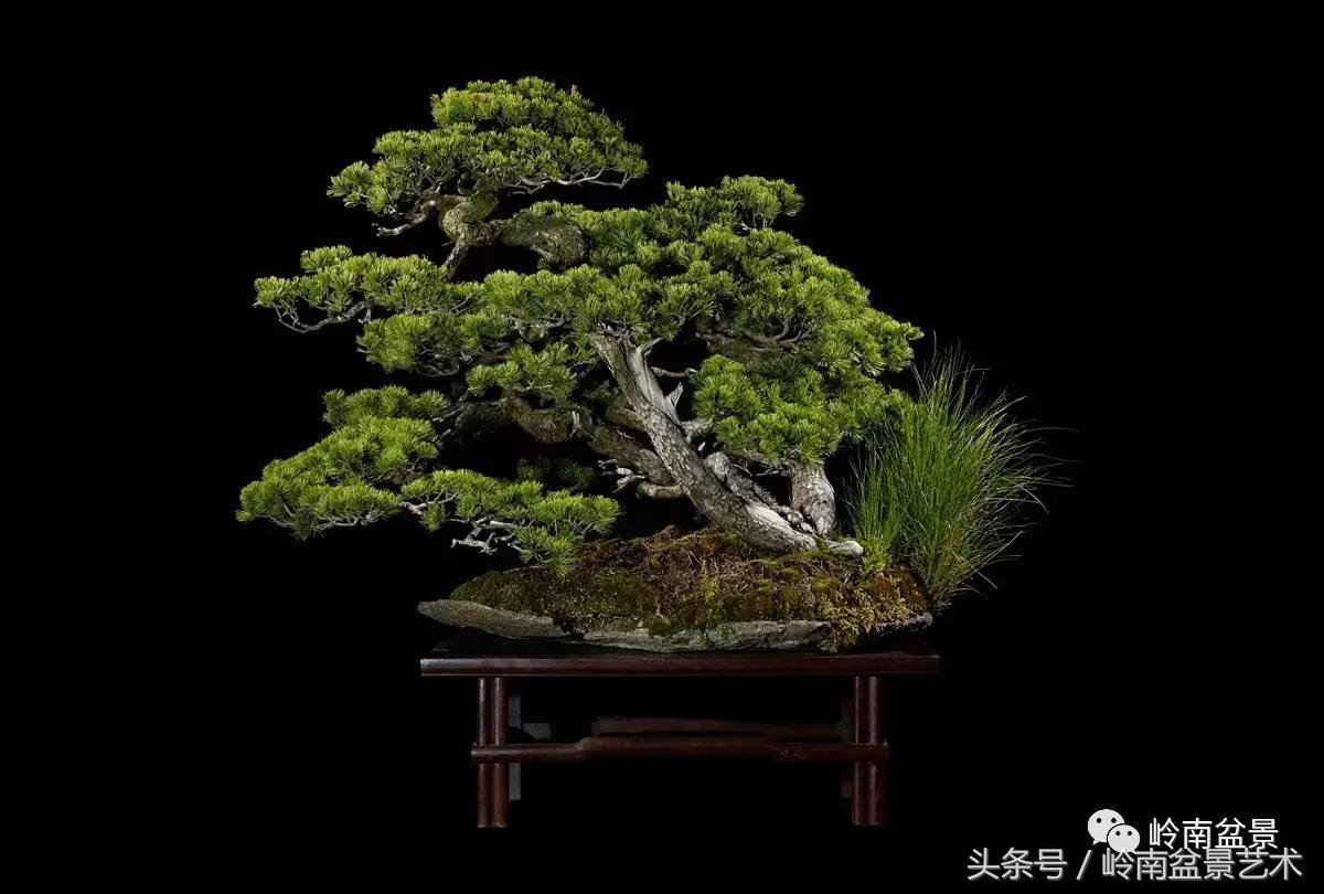 五针松和大阪松哪个好盆栽 (大阪松比五针松哪种更名贵)