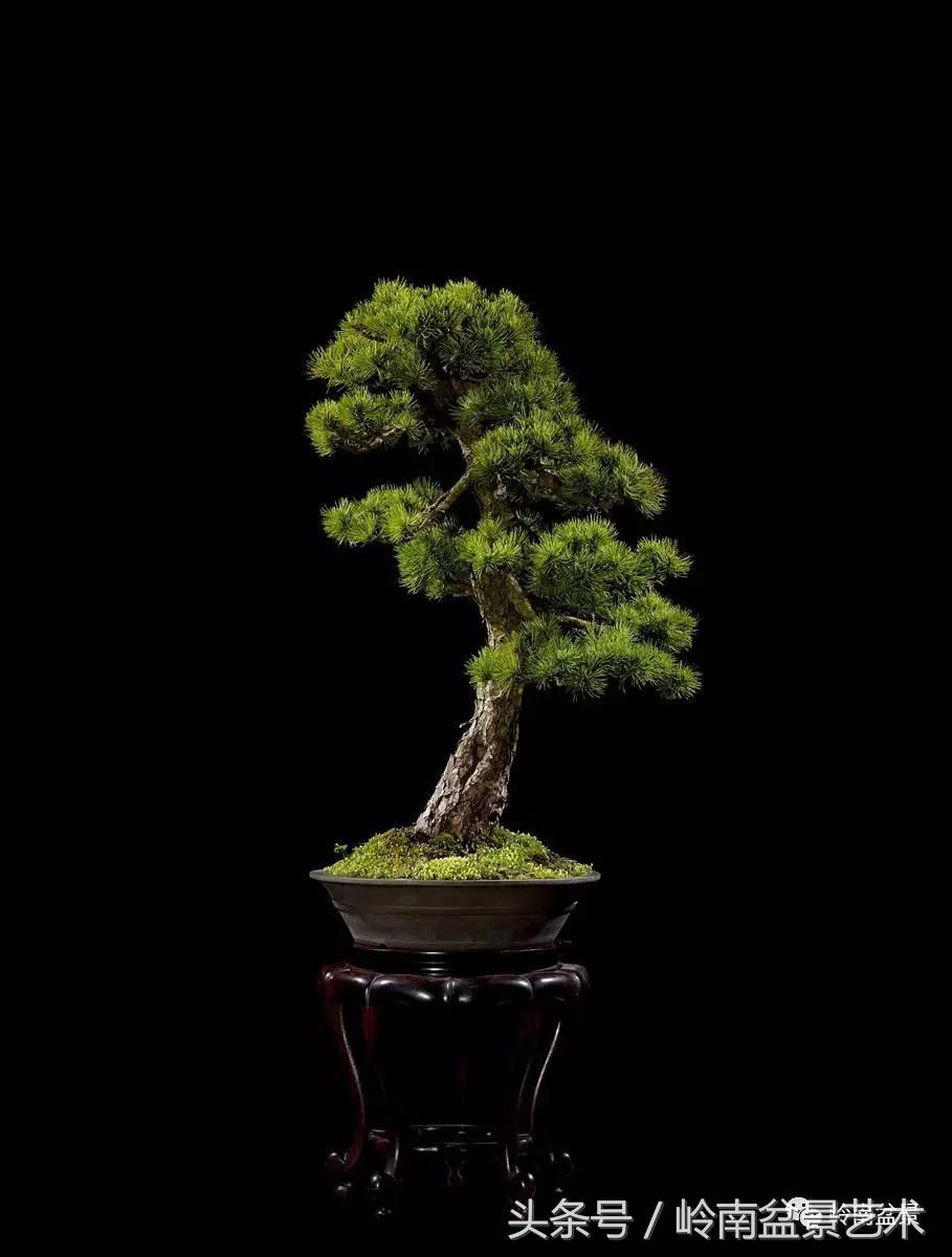 五针松和大阪松哪个好盆栽 (大阪松比五针松哪种更名贵)