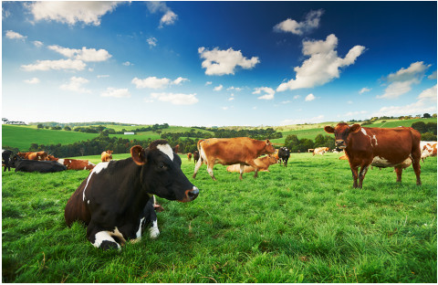 湿疹治疗新西兰效果,澳洲有什么药膏治湿疹