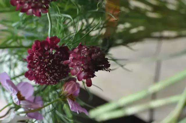 七夕节叫你送花你就去拿吧,微信公众号送花怎么弄