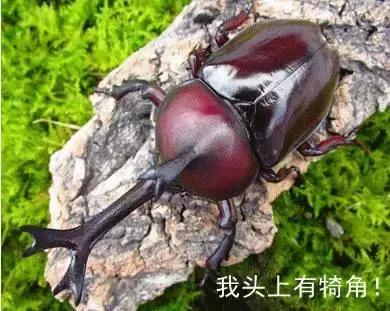 开学前最后一次狂欢,开学前最后一期视频