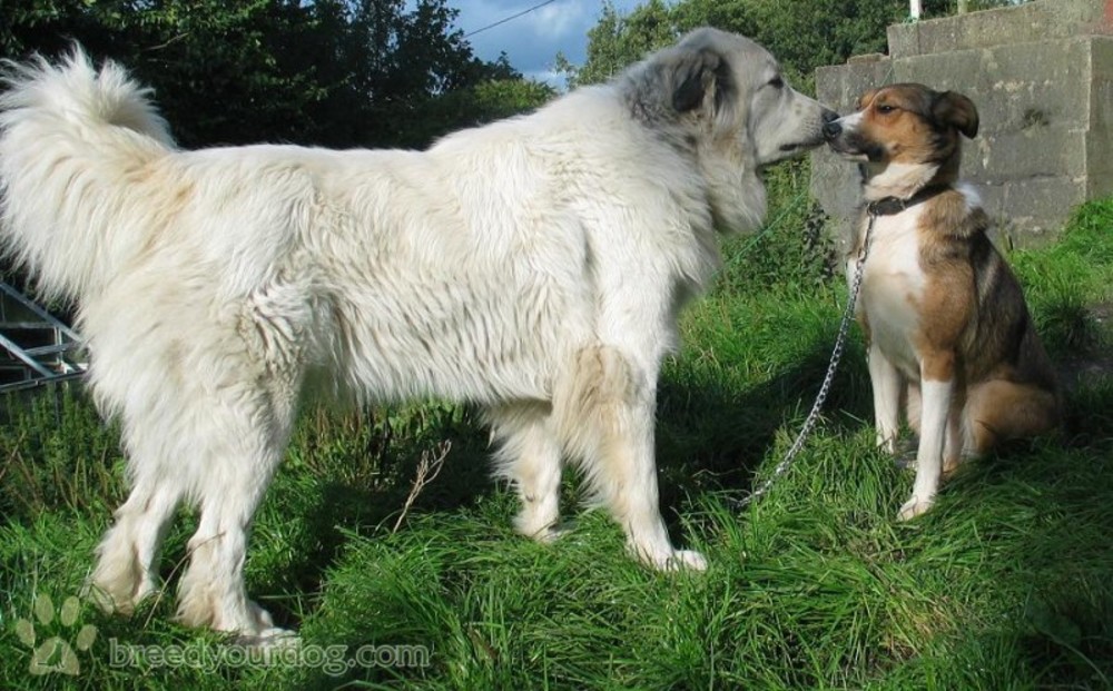 巨型大白熊犬有多大体型,最帅的大白熊犬图片