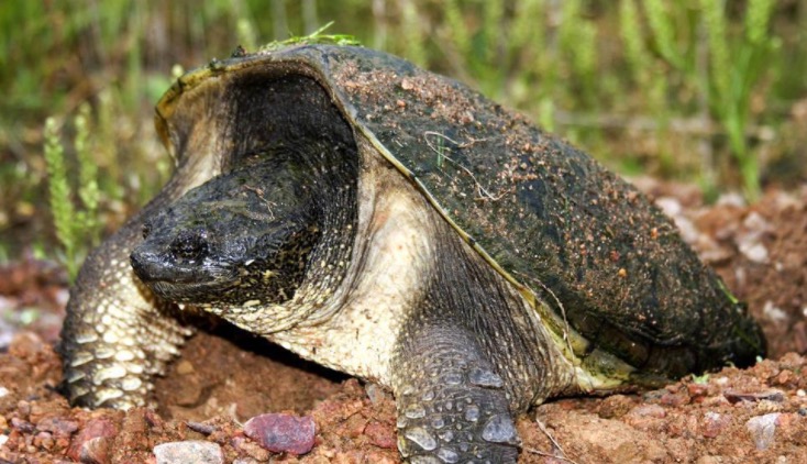 小鳄龟苗怎样养绿毛鳄龟,如何养好鳄龟让鳄龟更凶狠