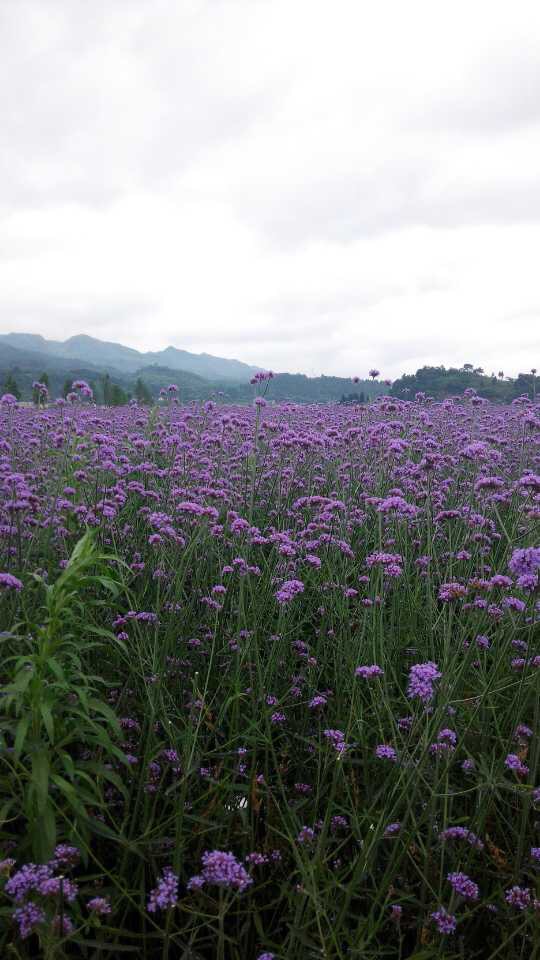 贵州金沙旅游项目,金沙县台金农业观光园