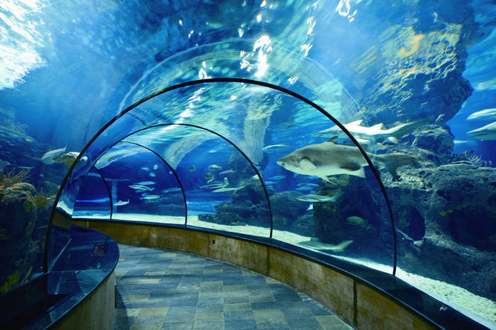 目前国内最好的海洋馆排名,全国排名前十的海洋馆