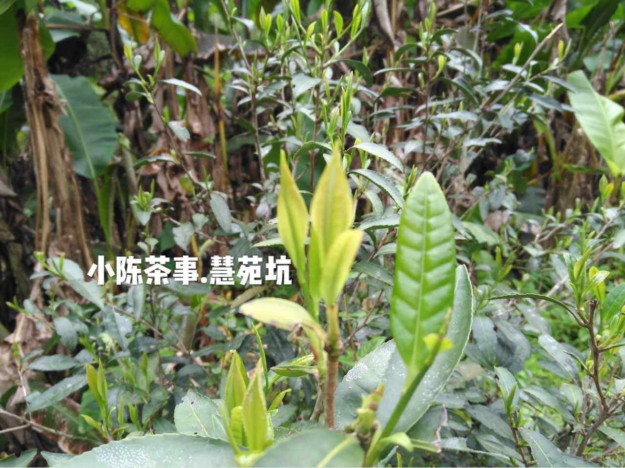 普洱茶和六堡茶白茶岩茶,绿茶岩茶红茶白茶的区别