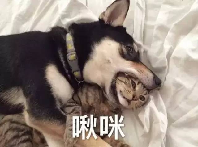 卡姿兰隔离全线测评,卡姿兰小礼盒测评