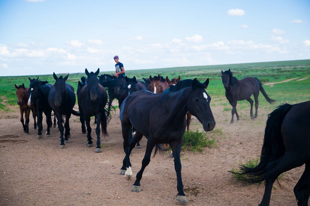 去内蒙古必须要知道什么知识,为什么那么多人去内蒙