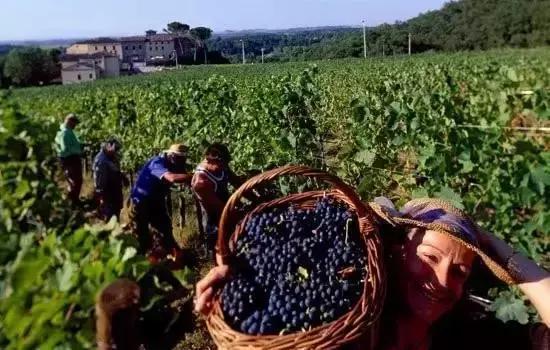 关于葡萄酒最常见问题之酒渣子,葡萄酒到底要怎么喝