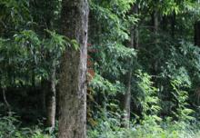 红木科普知识讲解,红木知识科普