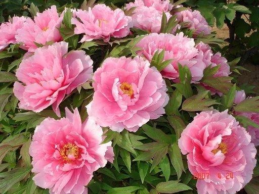 花给太阳晒伤了怎么办,被太阳晒时的花该怎么拯救回来