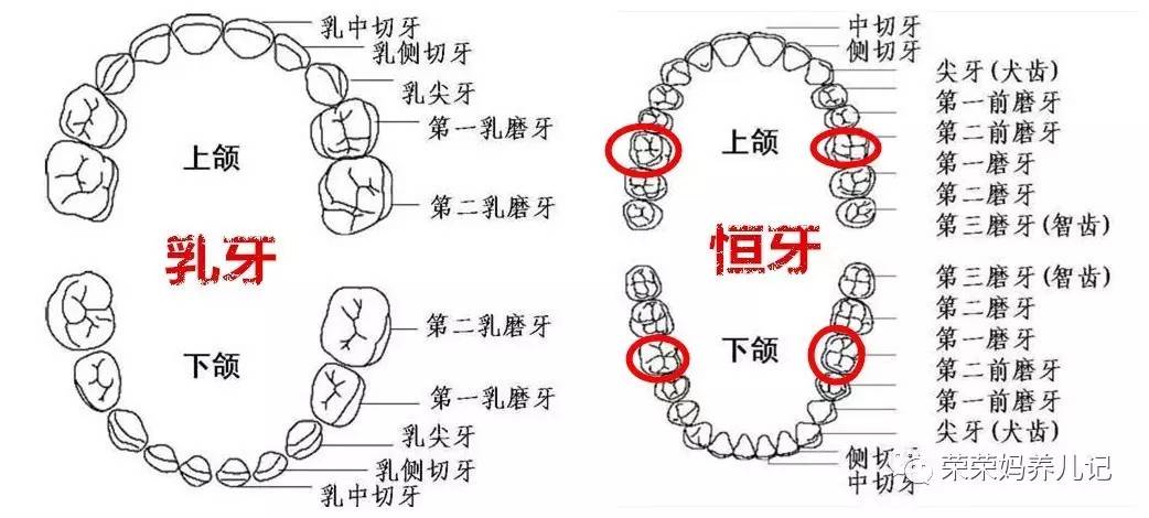 儿童涂氟前需要做口腔内窥镜吗,小孩牙齿涂氟好还是做窝沟封闭好