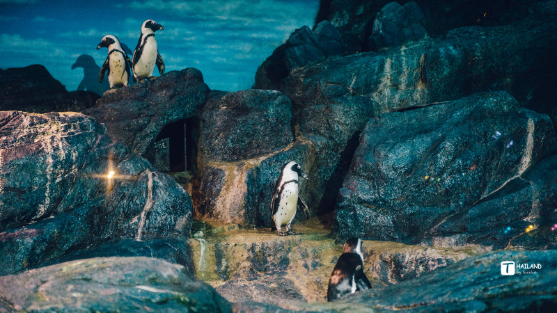 回忆那年在泰国踏浪看海,带你一起去泰国看海