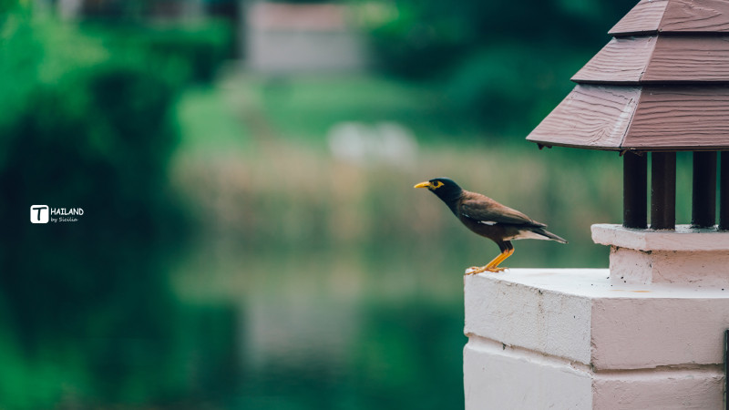 回忆那年在泰国踏浪看海,带你一起去泰国看海