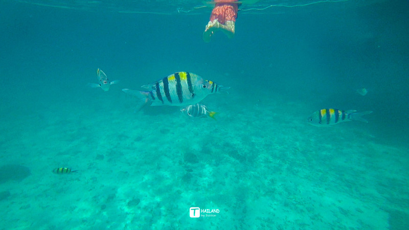 回忆那年在泰国踏浪看海,带你一起去泰国看海