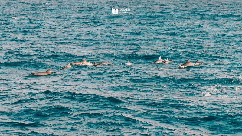 回忆那年在泰国踏浪看海,带你一起去泰国看海