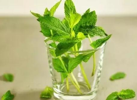 驱蚊虫蟑螂的植物有哪些,驱蟑螂可以养在家的植物