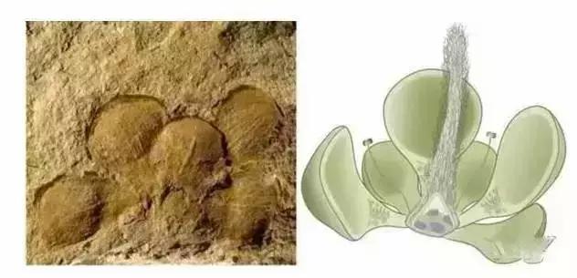 在宇宙的年历中，我们的存在连半秒钟都不到！