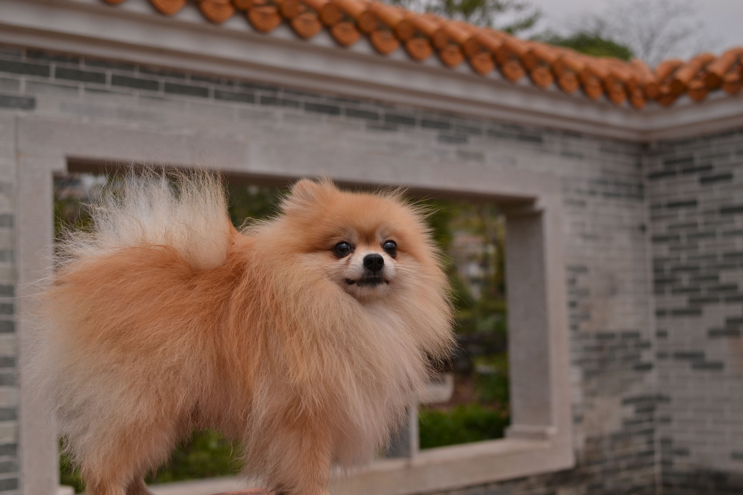 中期犬瘟在家的治疗方法,狗狗犬瘟怎么治疗最有效