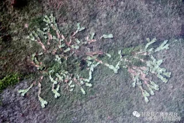 延安甘泉大峡谷桦树沟图片,甘泉雨岔大峡谷桦树沟玩多长时间