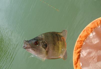 对于网箱养殖的鱼不下底该怎么钓,网箱钓什么鱼最好