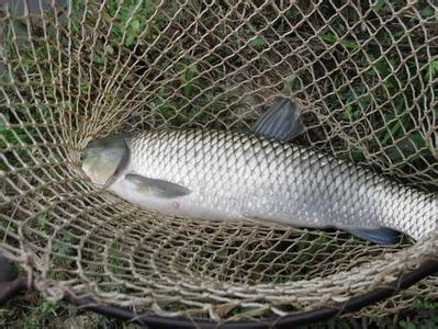 对于网箱养殖的鱼不下底该怎么钓,网箱钓什么鱼最好