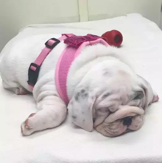 斗牛犬饲养知识,斗牛犬生产注意事项