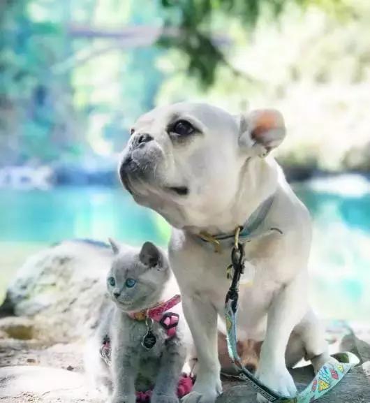 斗牛犬饲养知识,斗牛犬生产注意事项