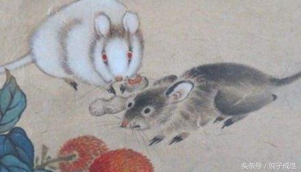 十二生肖文化国内外研究现状,十二生肖文化普及宣传央视