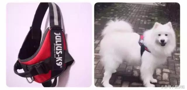 Todayis七夕，这盆狗粮爱妖经替你验过，放心吃吧