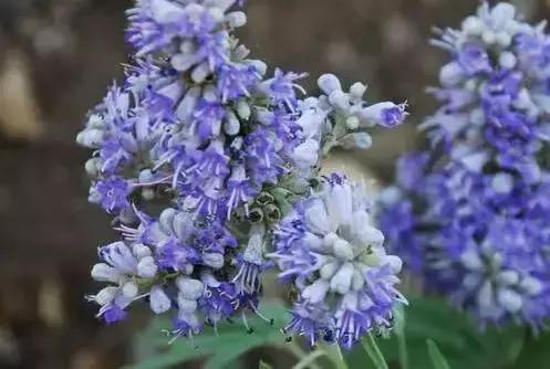 圣洁莓和蔓越莓的区别和功效,swisse月见草和蔓越莓有什么作用