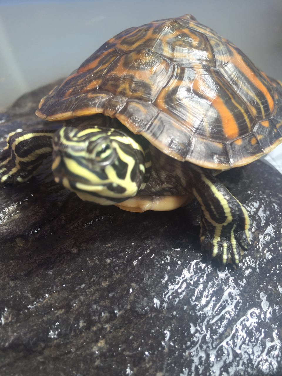 怎样的火焰龟才算精品火焰龟,火焰龟长大了真的能喷火吗