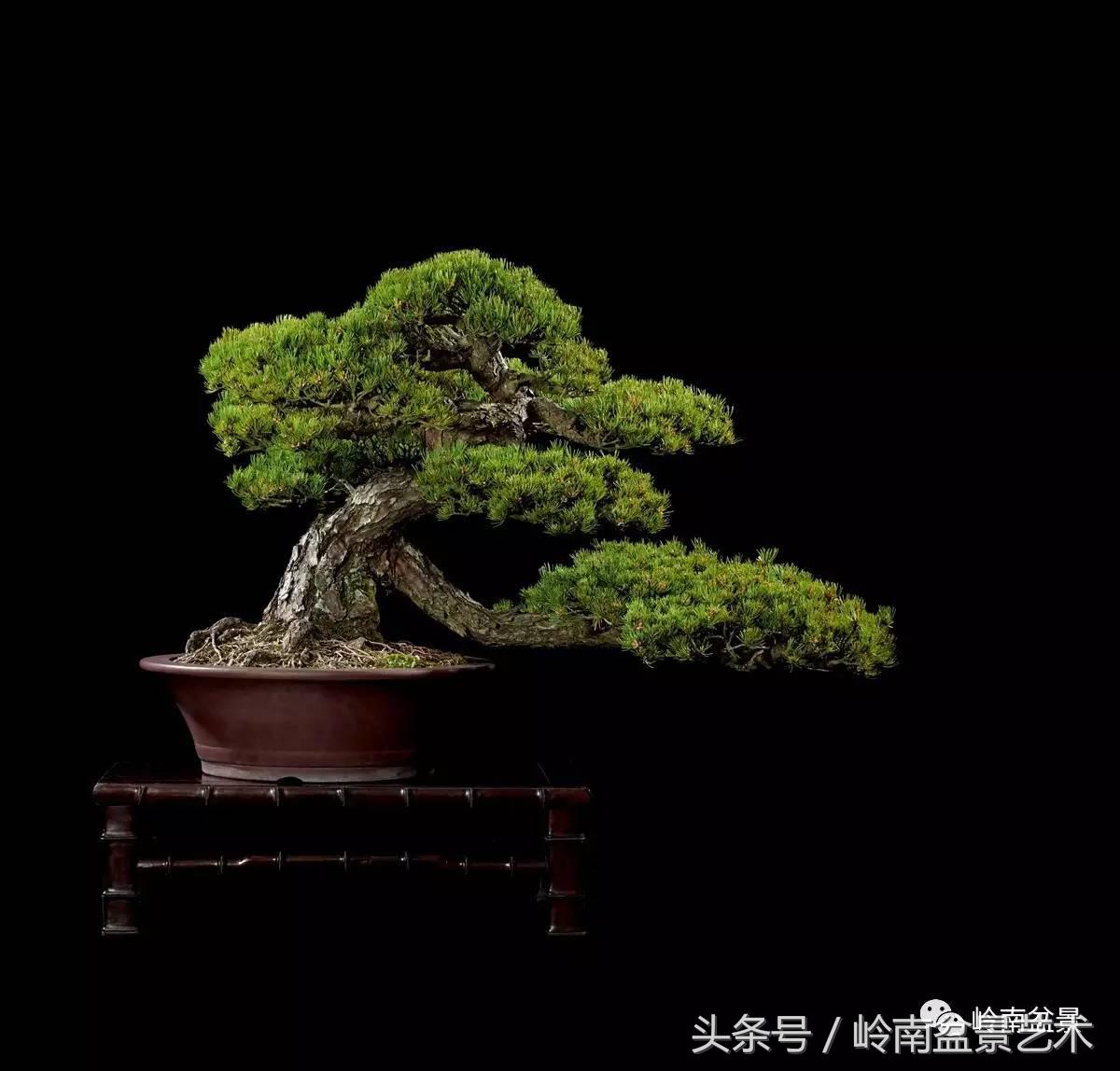 五针松和大阪松哪个好盆栽 (大阪松比五针松哪种更名贵)