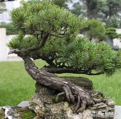 五针松和大阪松哪个好盆栽 (大阪松比五针松哪种更名贵)