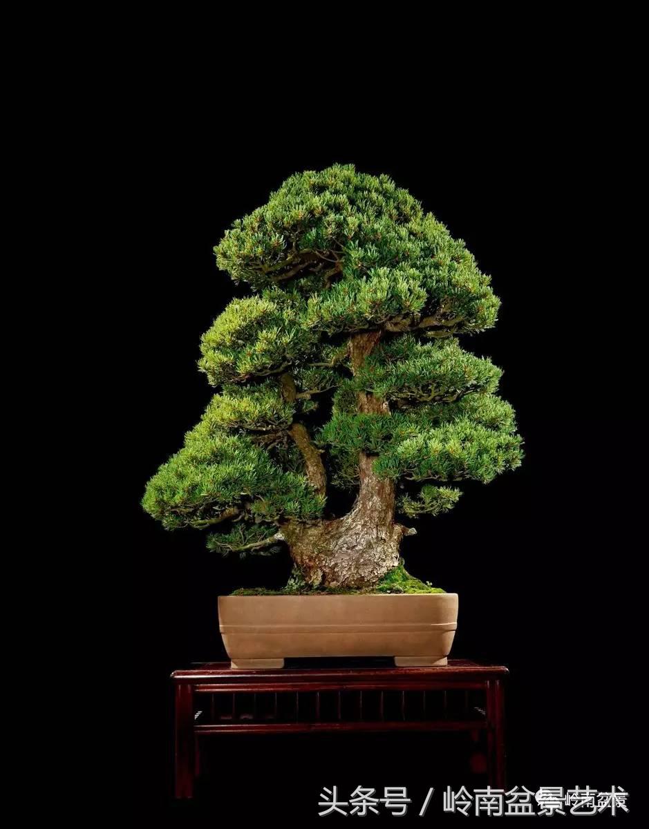 五针松和大阪松哪个好盆栽 (大阪松比五针松哪种更名贵)