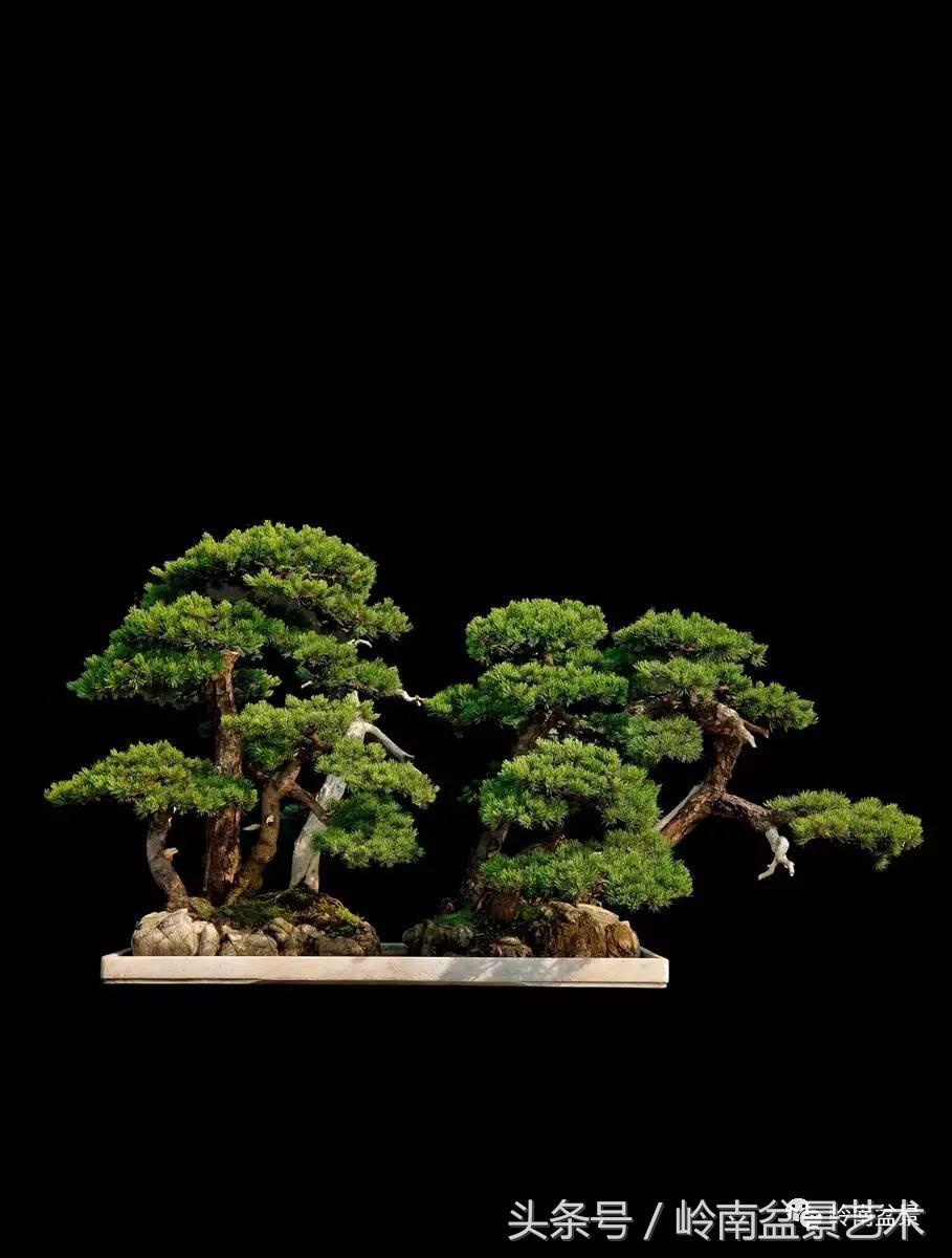 五针松和大阪松哪个好盆栽 (大阪松比五针松哪种更名贵)