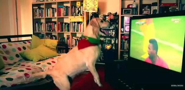 手舞足蹈萌力十足，土耳其宠物狗看球赛的夸张表现让人忍俊不禁