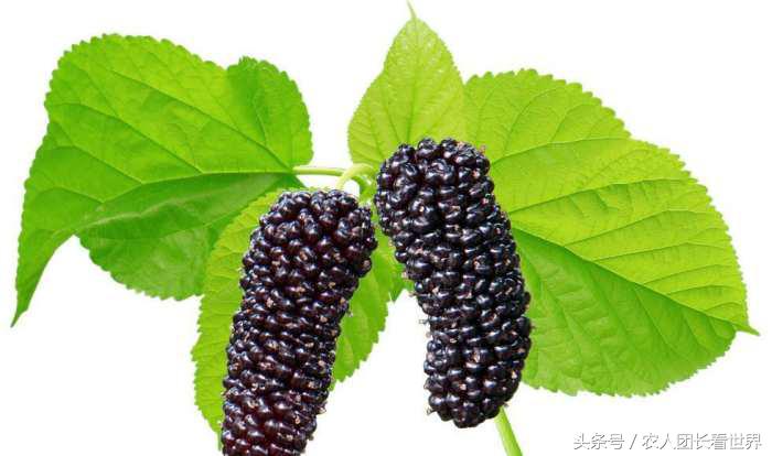 第三代水果与二代区别,第三代水果