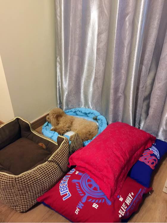 泰迪从高处摔下腿拐了,小泰迪从高处摔下来