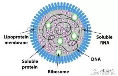 生殖道支原体感染诊治专家共识