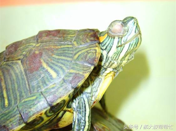 乌龟白眼病怎么治疗最好的方法,怎么治乌龟白眼病最简单方法