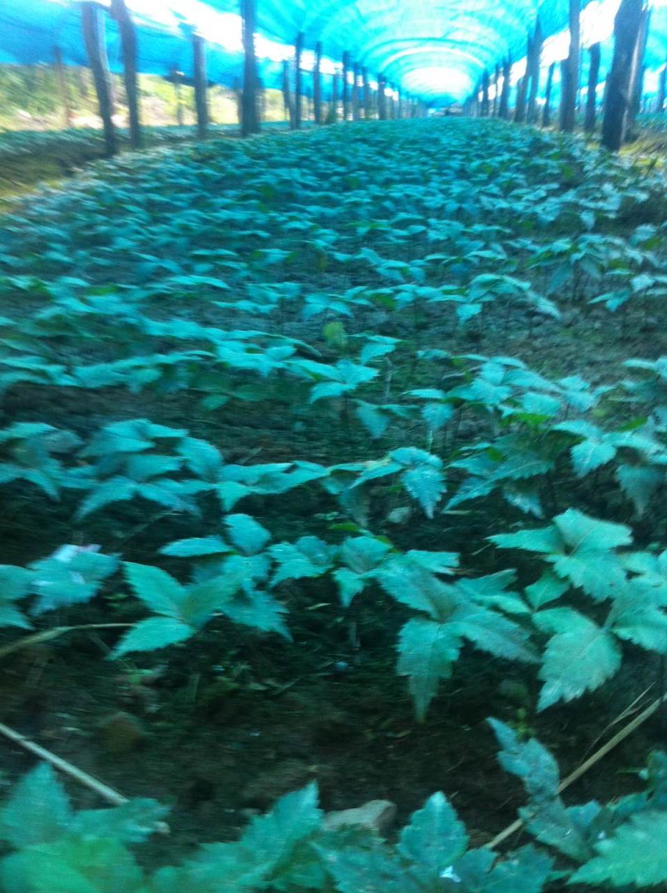 万良人最新行情,万良人