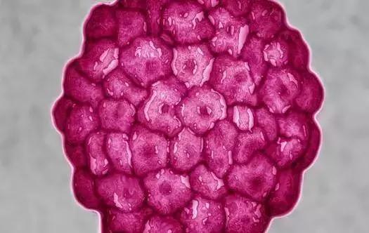 最新癌症疫苗已进入临床试验阶段,唯一可防可控可治的癌症